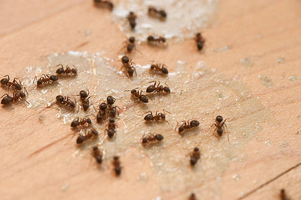 Pest Prevention Services in Tooele, UT